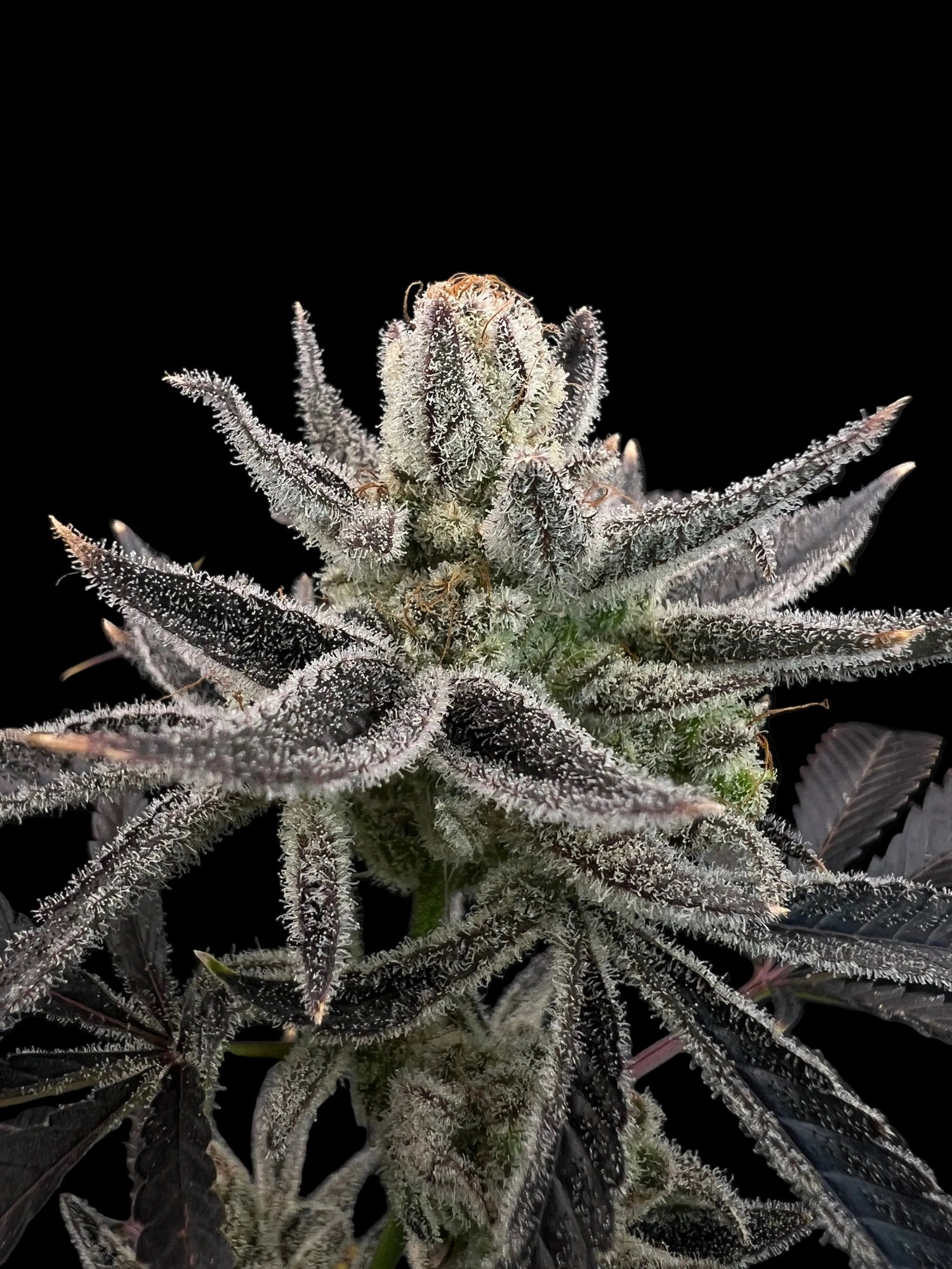 Close-up of a cannabis plant bud with frost on a black background